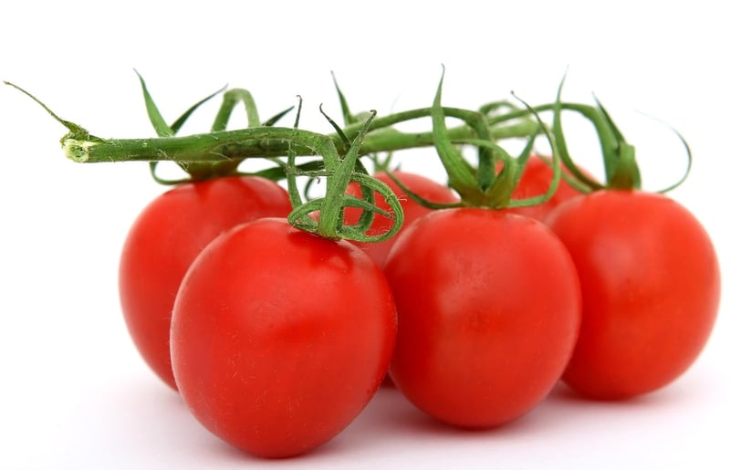 Plant-Based Delights